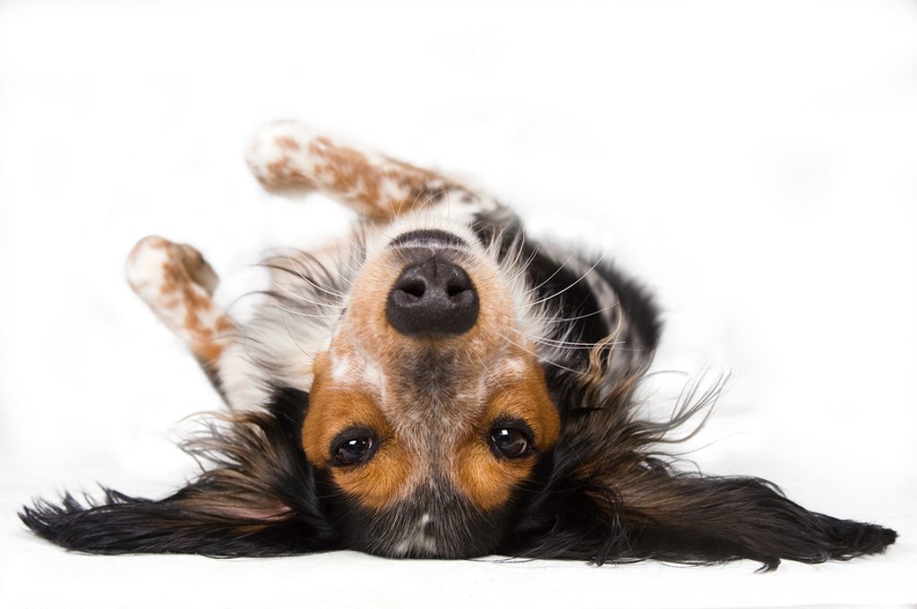 6 moderne Wege,  Ihren Hund am besten zu beobachten: Elegant und diskret. Training mit intelligenten Halsbändern für Hunde