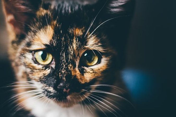 Katzenkälte: Behandlung, Risiken und richtige Pflege