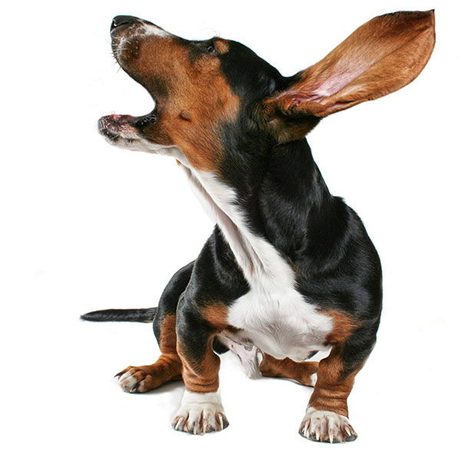 Bellt Ihr Hund immer? Versuchen Sie die Anti-Bell Halsbänder!