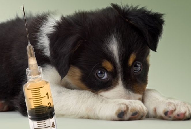 Krankheiten von Hunden: Tollwut, Impfung und Behandlung