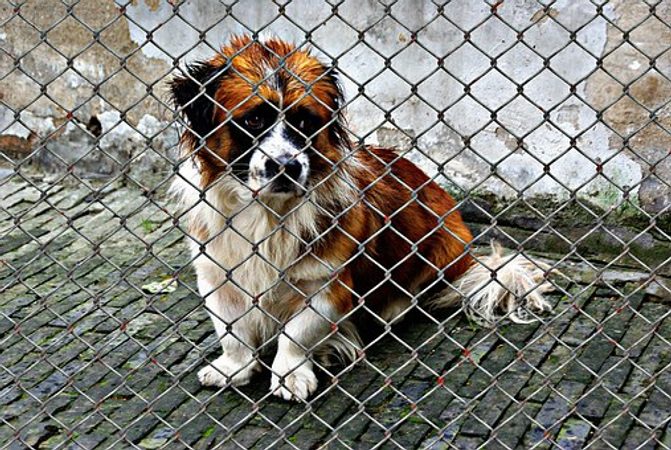 Der Tier ist nicht eine Sache! Geben Sie nicht den Hund als ein Geschänk zum Weinachten