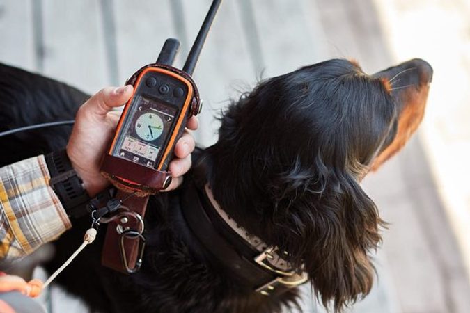 Beste GPS-Locators, Halsbänder und Tracker für Hunde und Katzen