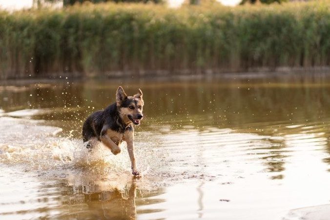 Wie man einem Hund beibringt, wegzulaufen