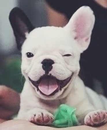 CIEKAWOSTKI o psach. Tego na pewno NIE WIEDZIELISCIE!!