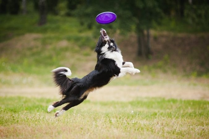 Wie man einem Hund das Holen beibringt