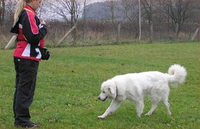 Trainingsbefehl "zu mir"