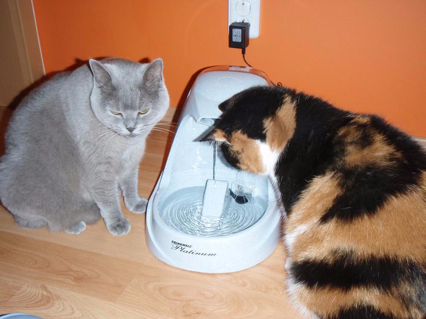 Fountain Drinkwell Platinum Pet fountains