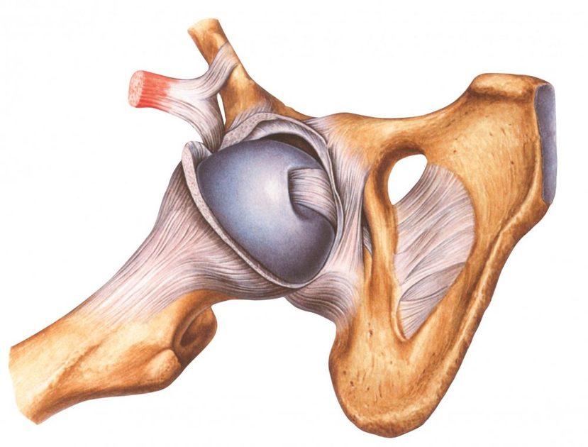 Головка бедренной. Тазобедренный сустав анатомия Синельников. Связки тазобедренного сустава анатомия. Связки, сумки тазобедренный сустав анатомия.