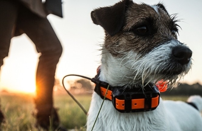 Garmin Alpha 100 + T5 Mini + EU Maps - GPS collars for dogs -  Electric-Collars.com