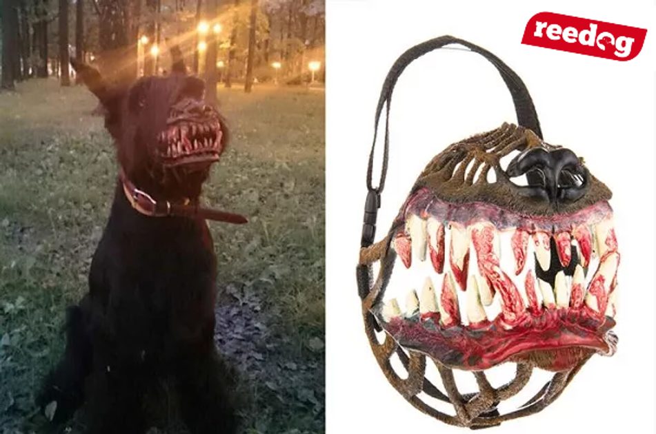 Die Werwölfe sind zurück! Seien Sie vorsichtig, wenn Sie mit Ihrem Haustier  spazieren gehen - Elektro-Halsbander.de