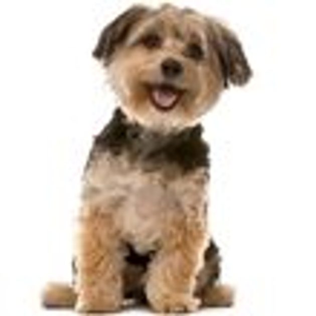 Reedog dog treat puzzle, wheel - Puzzles - Electric-Collars.com