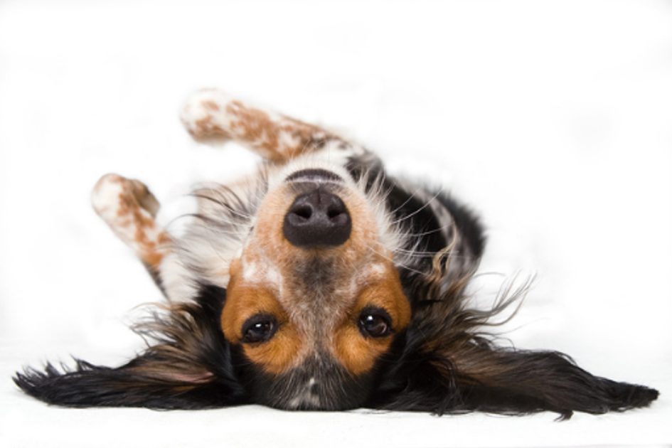 6 moderních způsobů jak nejlépe ohlídat vašeho psa: Elegantní a diskrétní.  Výchova se smart obojky pro psy - Elektro-Obojky.cz ®