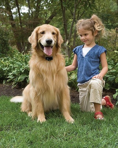 PetSafe Basic Electronic fences