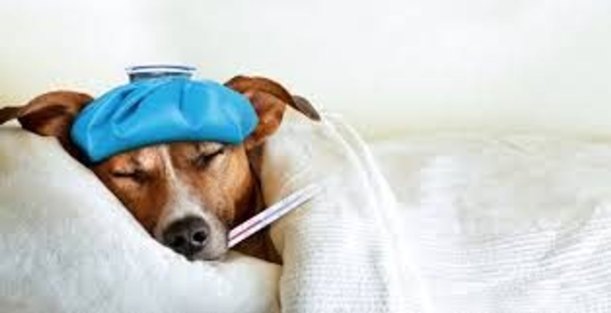 Hundegrippe: Was sind die Symptome und wie wird sie behandelt? -  Elektro-Halsbander.de