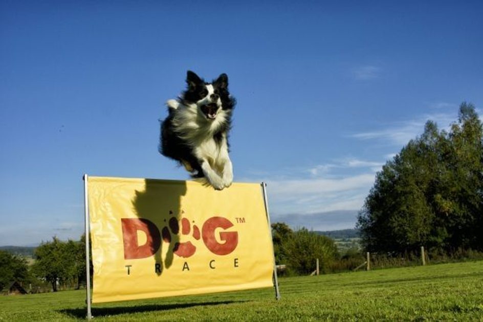 Dogtrace barrier Training aids