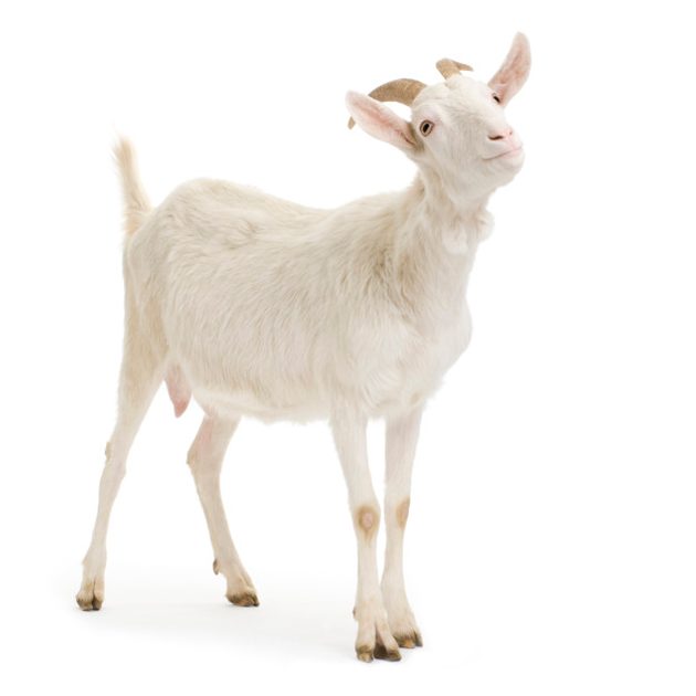 Goat