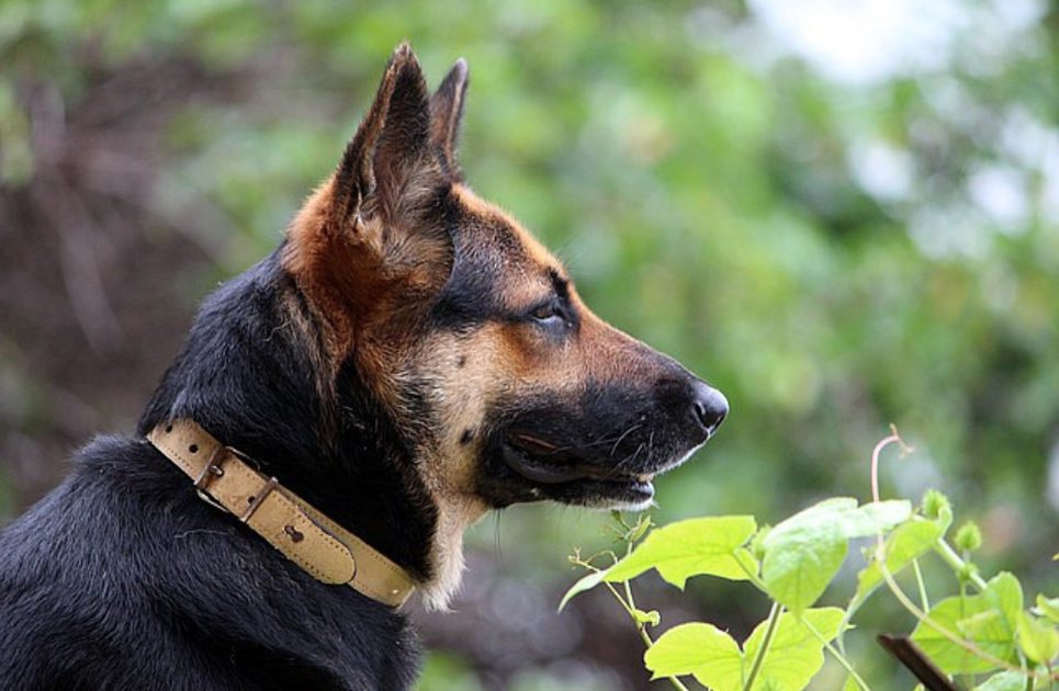GPS collars and locators for dogs - how to choose the right one? -  Electric-Collars.com
