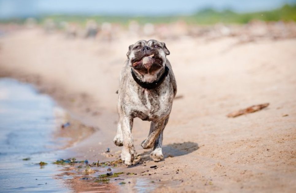 Do you need electronic collar to train your dog?