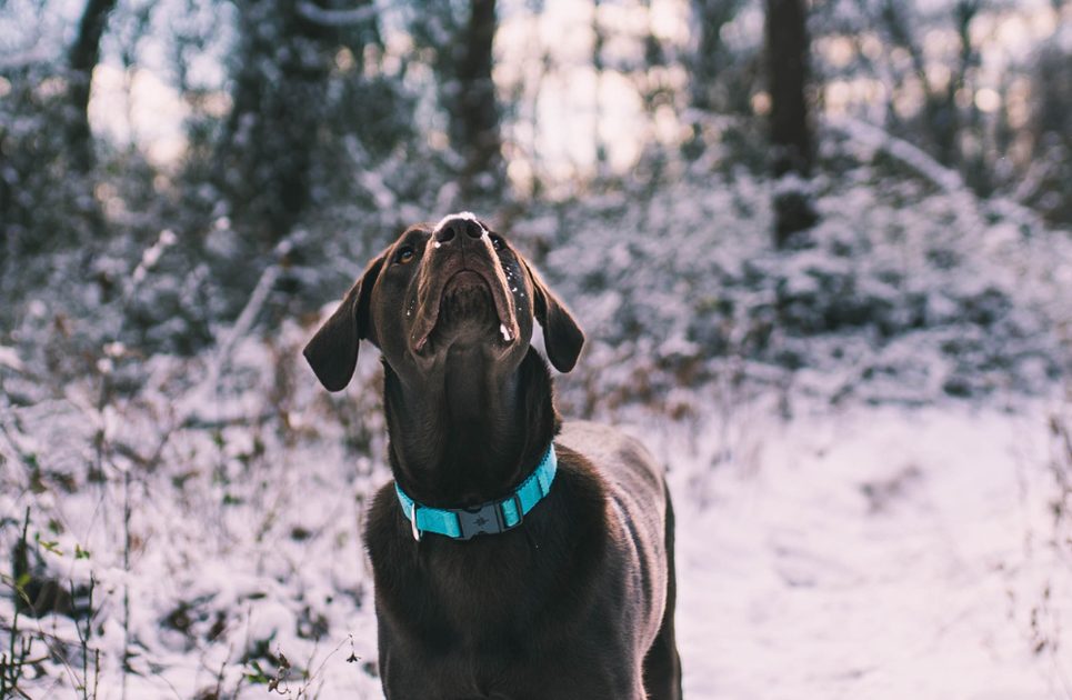 Why are the opponents of electronic collars wrong?