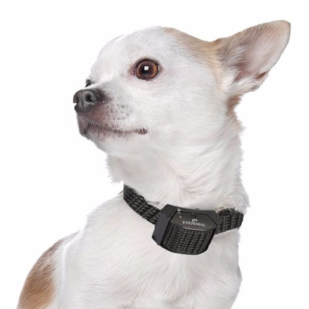 Canicalm Small - Anti-barking collars - Electric-Collars.com