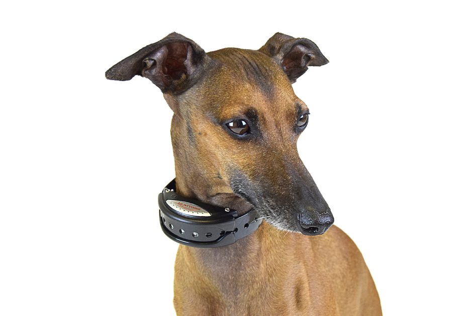 Canicalm Sonic Antibarking collars