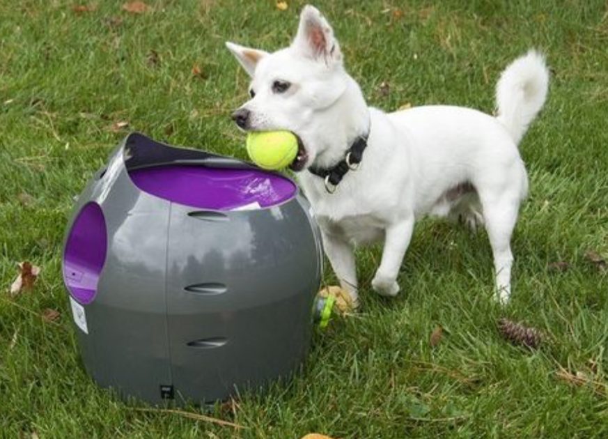 Moderne Ballwerfer wie kann man den Hund stundenlang unterhalten