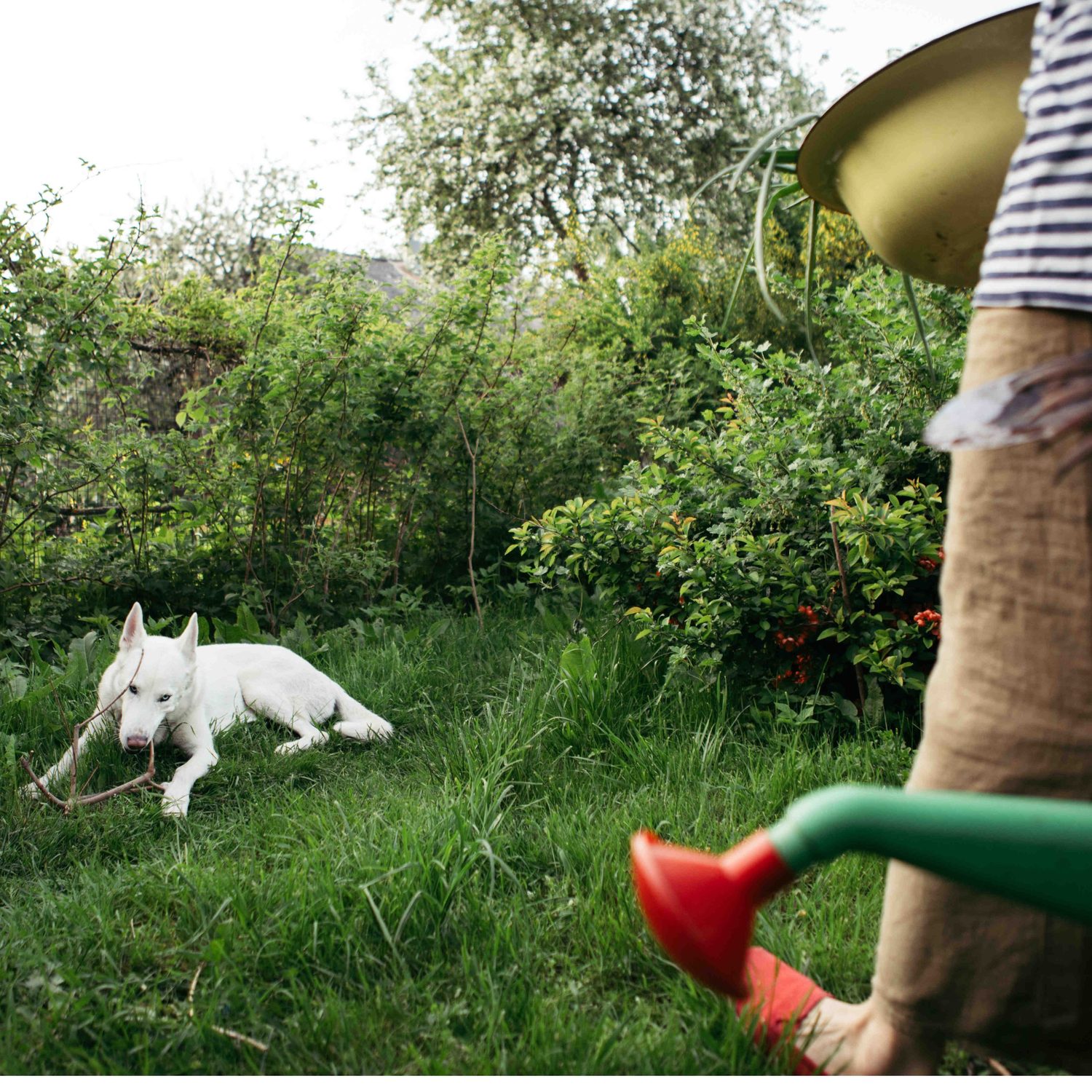 Der Hund und der Garten Wie kann man die Zerstörung des Gartens