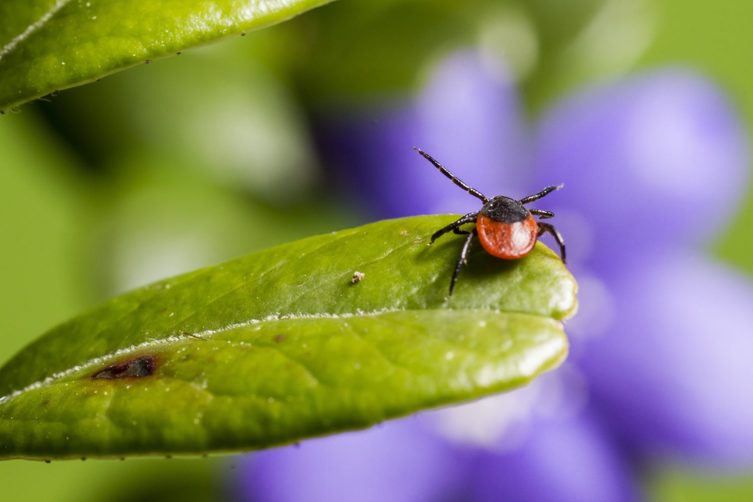 How do I recognize Lyme disease in a dog? - Electric-Collars.com