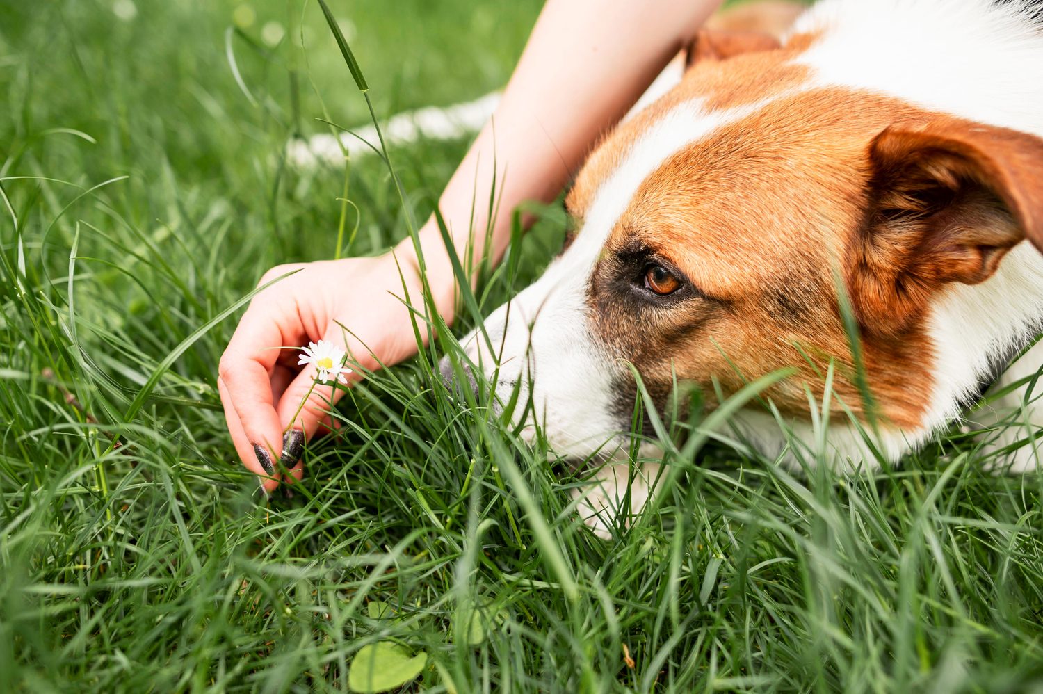 How do I recognize Lyme disease in a dog? - Electric-Collars.com