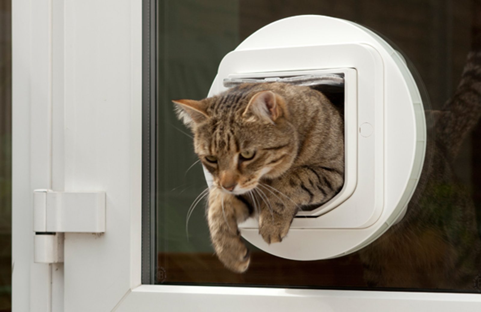 Cat door chip subtlest sensor