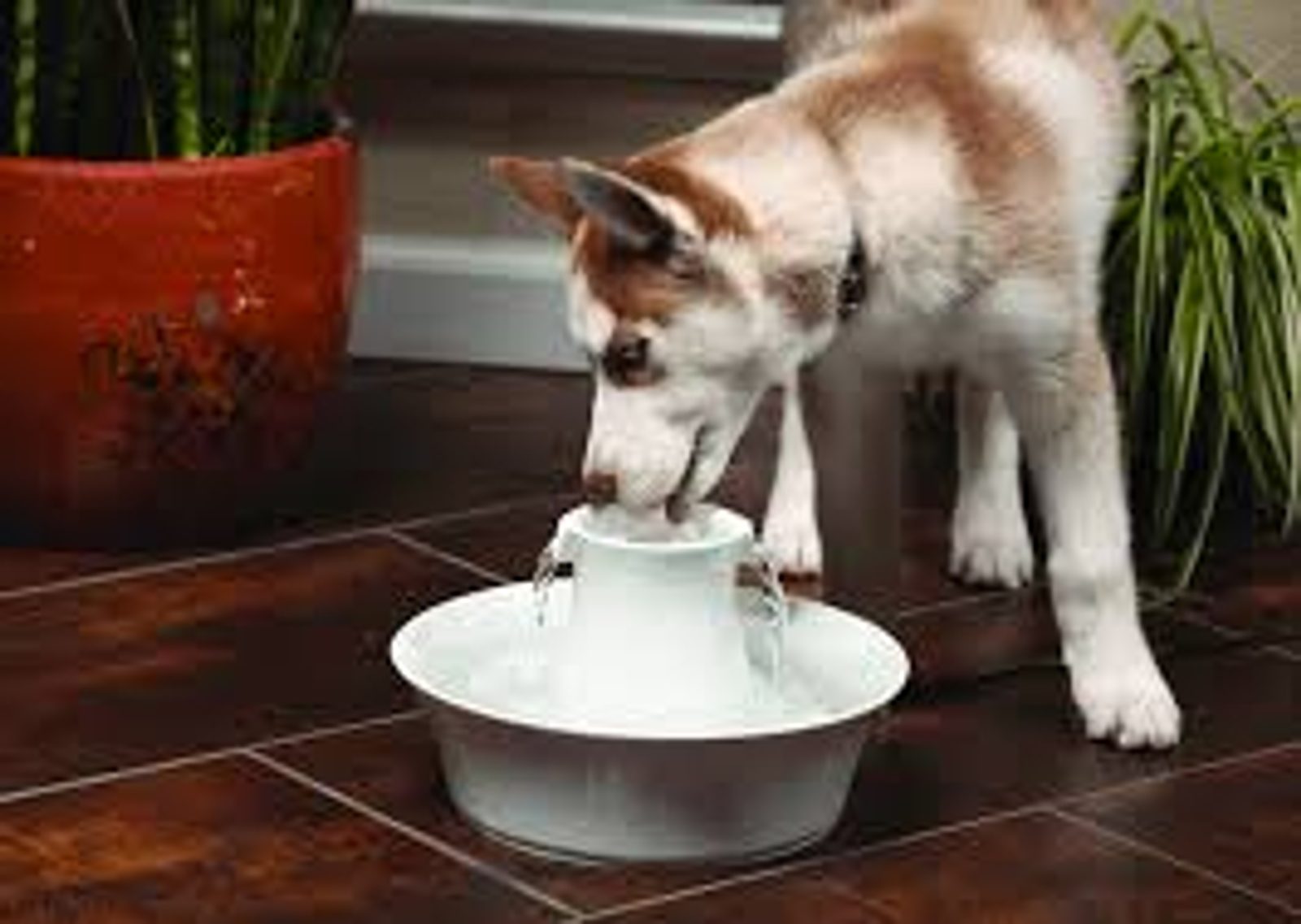 Petsafe drinkwell avalon pet fountain online