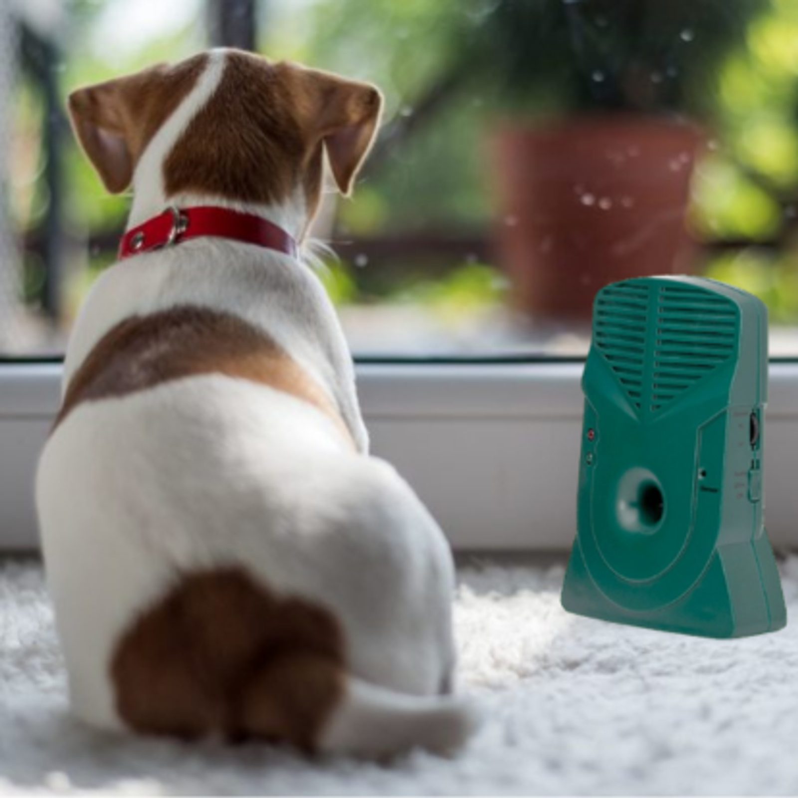 Wie kann ich verhindern, dass der Hund meines Nachbarn bellt? Elektro