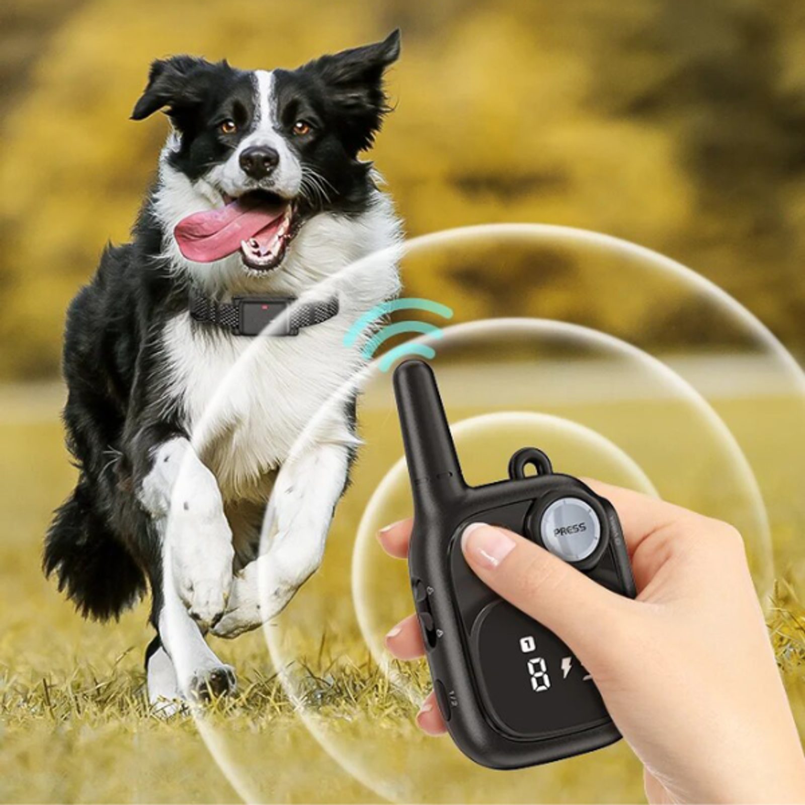 Border shock collar outlet