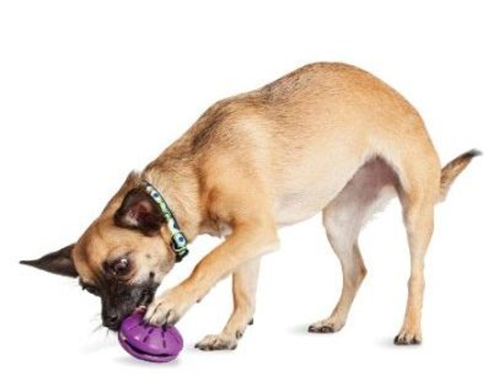 EQDOG Click´n Treat™ II bag beloningstasje oranje - | Spin