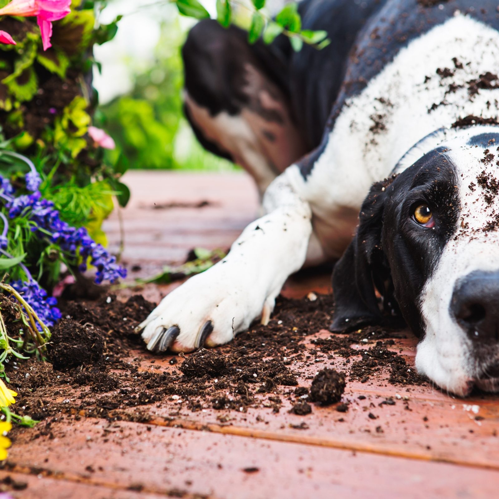 Der Hund und der Garten Wie kann man die Zerstörung des Gartens