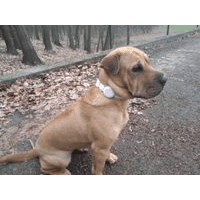 Test GPS obojku Mishiko - je tak dobrý jak se tváří?