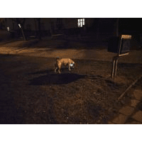 Test GPS obojku Mishiko - je tak dobrý jak se tváří?