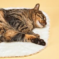 Litter mat for cats Petkit Pura X