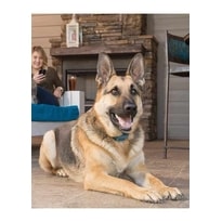 BAZÁR - PetSafe Smart Dog kiképző nyakörv