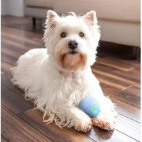 Cheerble Wicked Ball SE für kleine und mittelgroße Hunde