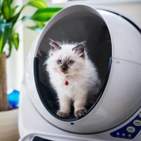 Litter-Robot III автоматический самоочищающийся туалет для кошек