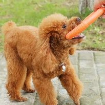 Reedog Trainingsring für Hunde orange