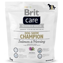 brit care dog show champion
