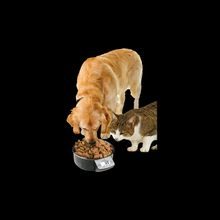 EYENIMAL etetőtál kutyáknak, mérleggel 1,8 liter