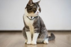 KitiDOT Laserhalsband für Katzen