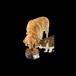 Miska pro psy s váhou EYENIMAL 1,8 litrů