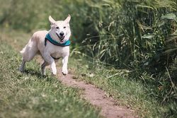 Wie kann man einen Hund erfolgreich beschwören und wie hilft das Trainingshalsband?