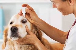 Ako sa starať o oči a uši psa a mačky?