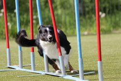 Jak trenować agility z psem