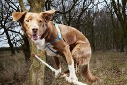 VIDEÓ: Ozzy - egy akrobata kutya, aki képes szaltót ugrani és kötélen járni!